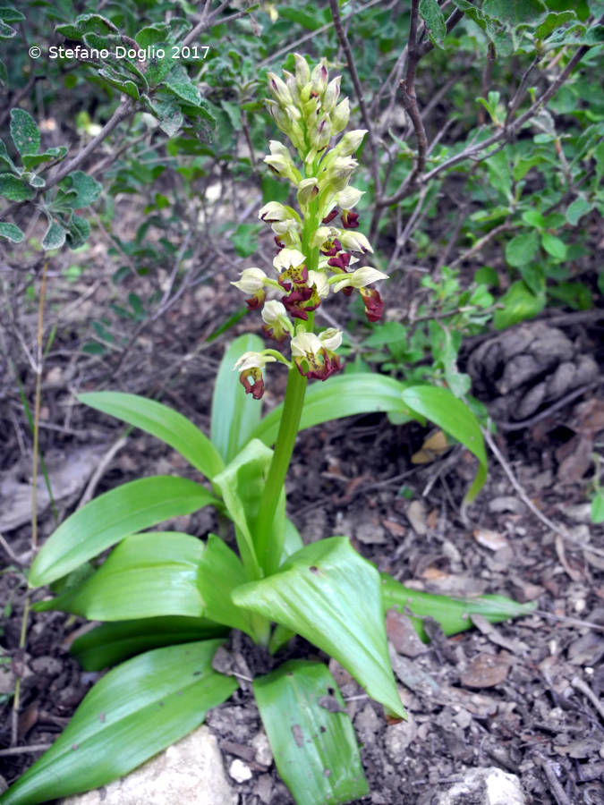 Orchis punctulata (Israele)